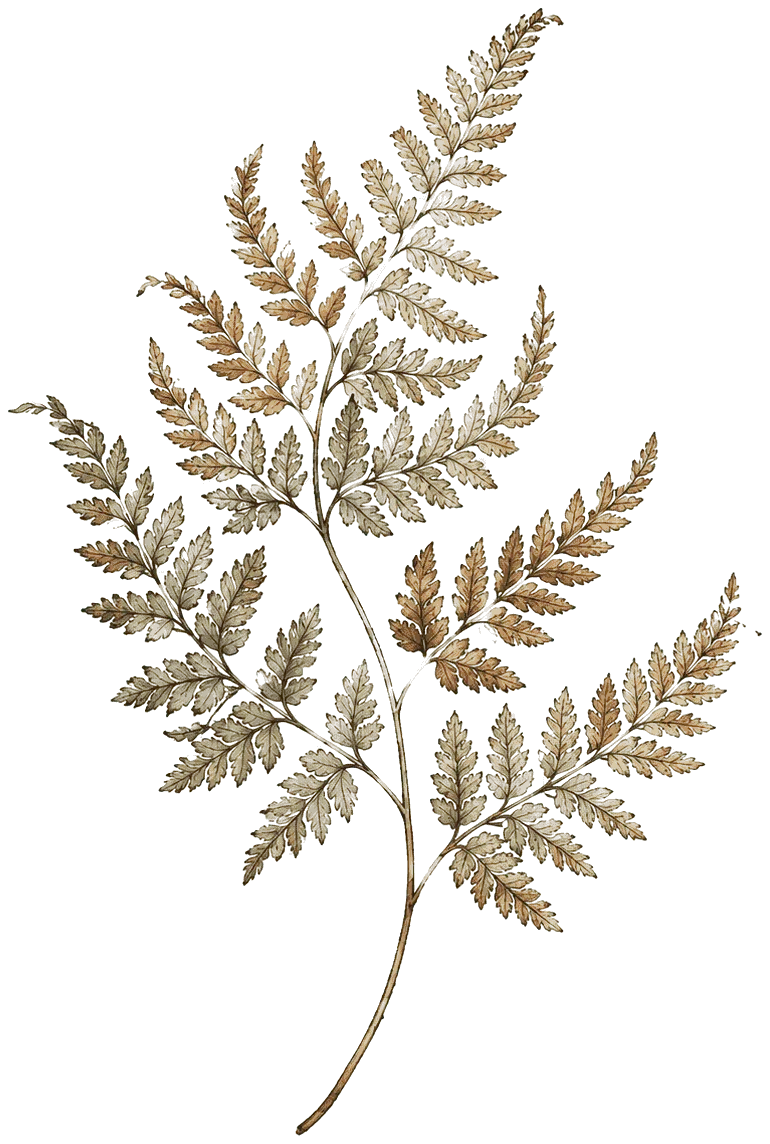 Gravure : fronde de fougère